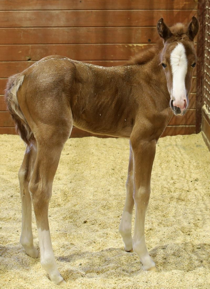 Holy Cow Performance Horses